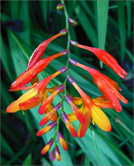 sm 833 Montbretia.jpg - Montbretia (Crocosmia x crocosmiiflora): An escaped garden hybrid from the Iris family.